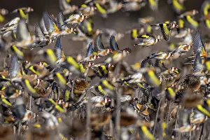 Sunflower Family Prints: RF - European goldfinch (Carduelis carduelis) flock