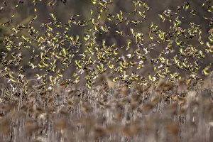 Sunflower Family Prints: RF - European goldfinch (Carduelis carduelis) flock in flight over field of dead Sunflowers