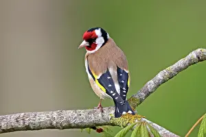 Carduelinae Prints: RF - European goldfinch (Carduelis carduelis) perched on branch