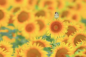 Carduelinae Prints: RF - European goldfinch (Carduelis carduelis) perched in field of Sunflowers (Helianthus annuus)