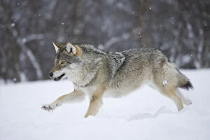 Rf17q1 Gallery: RF- European grey wolf (Canis lupus) running through snow in birch forest, Tromso, Norway