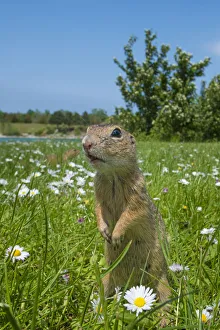 RF - European ground squirrel / Souslik (Spermophilus citellus) in grass with daisies
