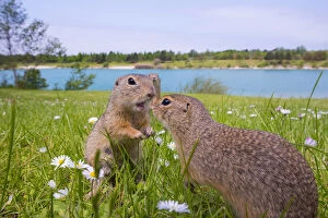 Images Dated 16th June 2017: RF - European ground squirrels / Sousliks (Spermophilus citellus)greeting, Gerasdorf, Austria