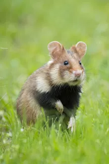 Images Dated 16th June 2017: RF - European hamster (Cricetus cricetus) Austria