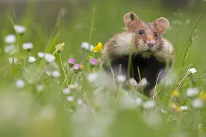 RF - European hamster (Cricetus cricetus) with cheek pouches full, Austria