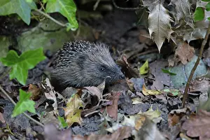 Spike Prints: RF - European hedgehog (Erinaceus europaeus) among dried leaves