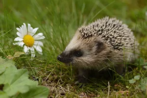 Spike Prints: RF- European hedgehog (Erinaceus europaeus) orphan, Jarfalla, Sweden. August