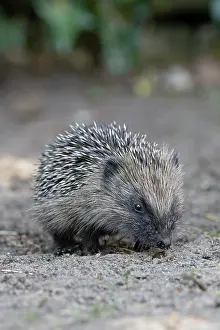 Spike Prints: RF - European hedgehog (Erinaceus europaeus) portrait
