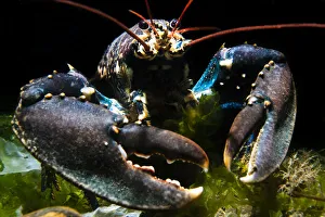 Images Dated 15th December 2020: RF - European lobster (Homarus gammarus) on the Wreck of the Rosalie
