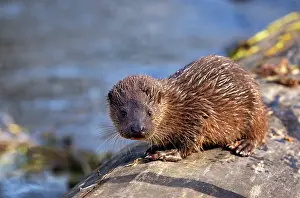 Old World Otter Prints: RF - European otter (Lutra lutra) cub resting on a log