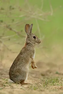 Leporidae Prints: RF - European rabbit (Oryctolagus cuniculus) sitting on hind legs