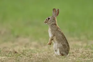 Leporidae Prints: RF - European rabbit (Oryctolagus cuniculus) sitting on hind legs