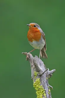 Navarre Prints: RF- European robin (Erithacus rubecula) perched on dead branch