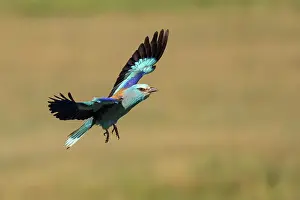 RF - European roller (Coracias garrulus) in flight, Pusztaszer, Kiskunsagi National Park, Hungary. May. (This image may be licensed either as rights managed or royalty free.)