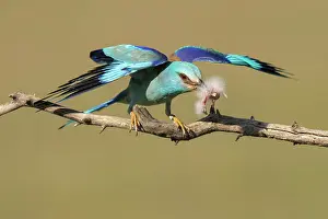 Bucerotiformes Prints: RF - European roller (Coracias garrulus) male