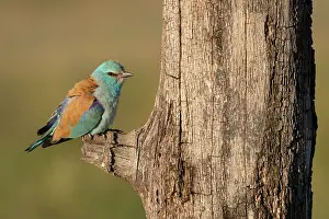 Coracias Prints: RF - European roller (Coracias garrulus) perched on branch