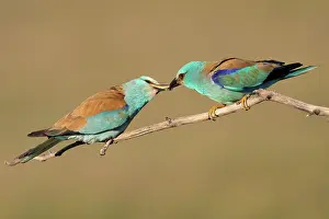 RF - European rollers (Coracias garrulus) pair perched on branch, male offering insect to female as nuptial gift during courtship, Pusztaszer, Kiskunsagi National Park, Hungary