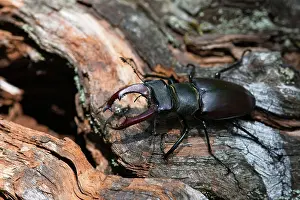 Rhinotia Prints: RF - European stag beetle (Lucanus cervus) male