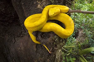 RF - Eyelash Pit Viper (Bothriechis schlegelii) Costa Rica