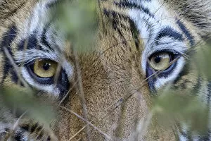 Tigers Gallery: RF - Eyes / face of female Bengal tiger (Panthera tigris tigris