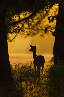 RF- Fallow deer (Dama dama) doe at sunrise during rut, Deer Park, Holkham, Norfolk, UK, October