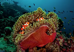 Clownfish Prints: RF - False clown anemonefish (Amphiprion ocellaris) pair and juvenile