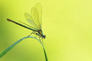 RF - Female Banded demoiselle damselfly (Calopteryx splendens) roosting among grasses. Cornwall, UK. July. (This image may be licensed either as rights managed or royalty free)