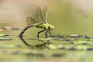 Cornwall Gallery: RF - Female emperor dragonfly (Anax imperator) laying eggs on garden pond, Broxwater, Cornwall, UK
