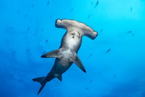 Serranidae Prints: RF - Female Scalloped hammerhead shark (Sphyrna lewini) surrounded by Pacific creolefish (Paranthias colonus)