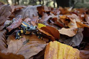 Foliage Prints: RF - Fire salamander (Salamandra salamandra) among dried leaves
