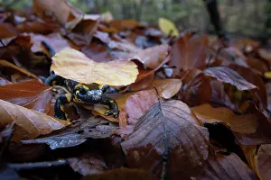 Foliage Prints: RF - Fire salamander (Salamandra salamandra) on dried leaves