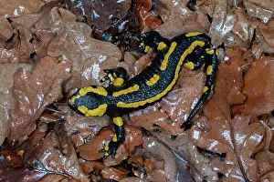 Foliage Prints: RF - Fire salamander (Salamandra salamandra) on dried leaves