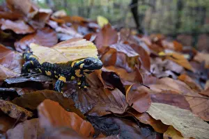 Foliage Prints: RF - Fire salamander (Salamandra salamandra) on dried leaves