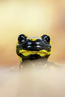 Humorous Prints: RF - Fire salamander (Salamandra salamandra) head portrait