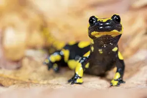 Caudata Prints: RF - Fire salamander (Salamandra salamandra) portrait
