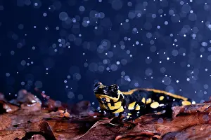 Caudata Prints: RF - Fire salamander (Salamandra salamandra) in rain
