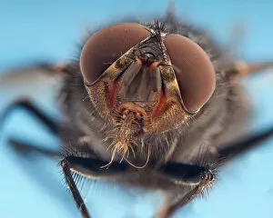 2019 March Highlights Collection: RF- Flesh fly (Sarcophaga) portrait