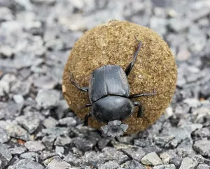 Rhinotia Prints: RF - Flightless dung beetle (Circellium bacchus) rolling a ball of dung on a paved road