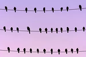 Images Dated 10th February 2010: RF - Flock of Boat-tailed grackle (Quiscalus major) on wires at dawn. Crystal River