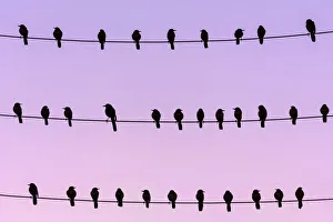 RF - Flock of Boat-tailed grackle (Quiscalus major) on wires at dawn. Crystal River