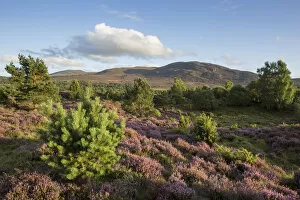 Highlands Of Scotland Collection: RF - Flowering heather moor and scattered pine and birch, Tulloch Moor, Cairngorms National Park