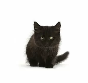 RF- Fluffy black kitten, age 10 weeks