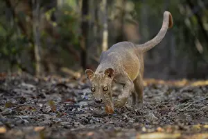 Republic Of Madagascar Prints: RF - Fosa (Cryptoprocta ferox) female