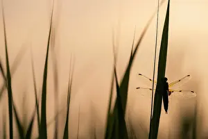 Somerset Prints: RF - Four-spotted chaser dragonfly (Libellula quadrimaculata) roosting