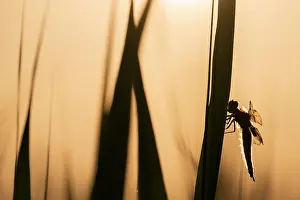 Somerset Prints: RF - Four-spotted chaser dragonfly (Libellula quadrimaculata) roosting