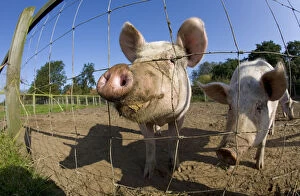 Anticipation Gallery: RF- Free range Domestic pig (Sus scrofa domesticus) waiting for feed, UK, August 2010