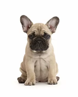 Animal Ears Gallery: RF - French bulldog puppy, 7 weeks, sitting
