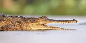 Crocodilian Prints: RF - Freshwater crocodile (Crocodylus johnstoni) resting in shallow water right on sunset