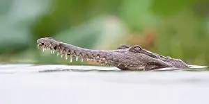 Reptile Prints: RF - Freshwater crocodile (Crocodylus johnstoni) in water hunting fish