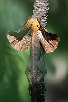 Arecales Prints: RF - Frill-necked dragon (Chlamydosaurus kingii) male